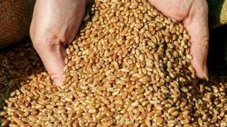 Бизнес на зерне: кто готов покупать казахстанскую пшеницу и масличные?