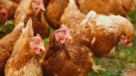Птичий грипп: ввоз кур в Казахстан из США ограничен