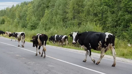 Более 30 тысяч тенге выплатит владелец коров, свободно разгуливающих по дороге