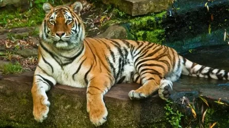 В Казахстан завезут трех амурских тигров из России для восстановления популяции