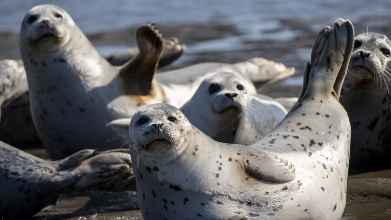 54 тюленя спасли на Каспии пограничники