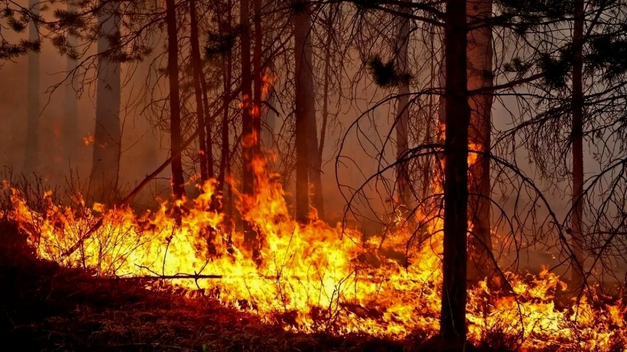 Пожары в ВКО уничтожили свыше 15 тысяч гектаров лесов