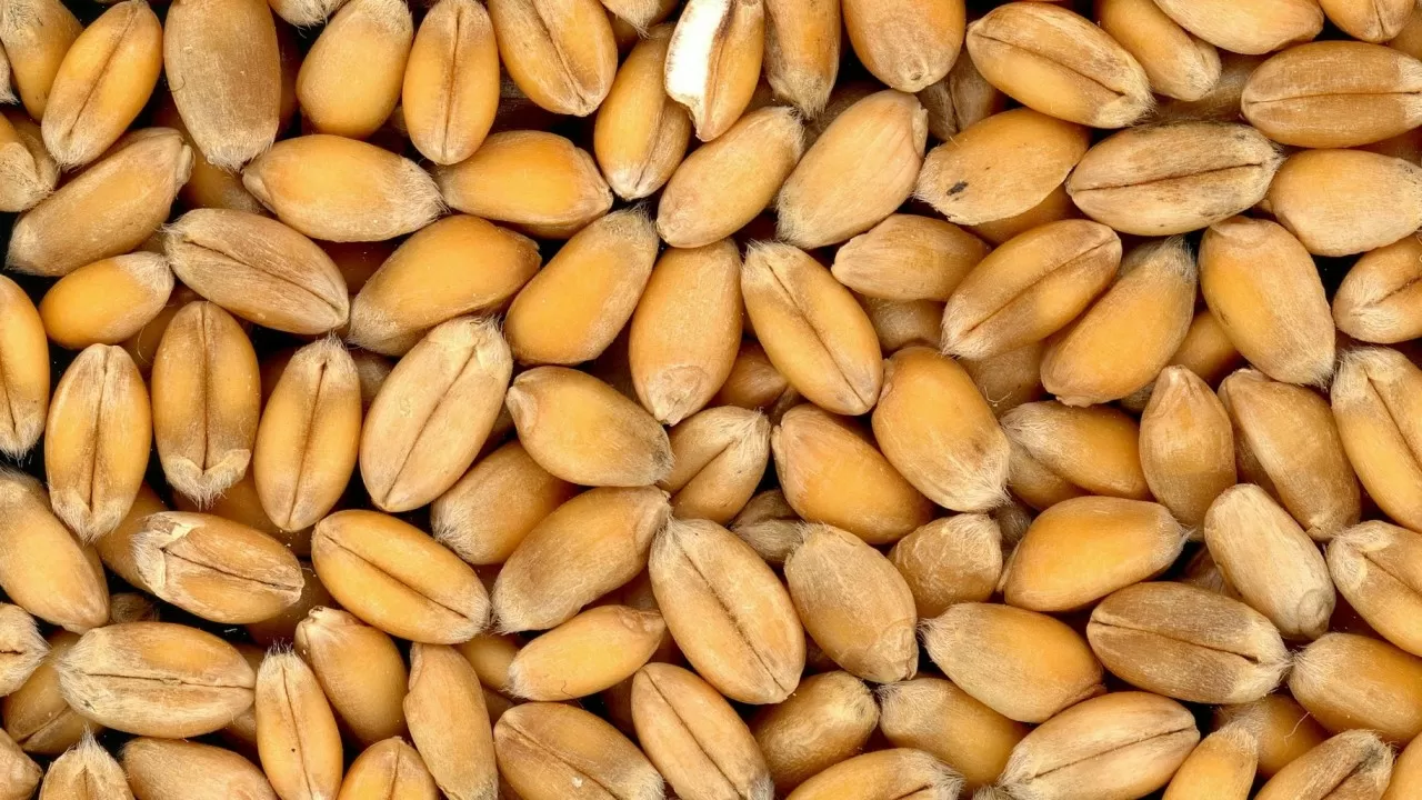 Казахстанские семена позволили Кыргызстану сократить импорт пшеницы