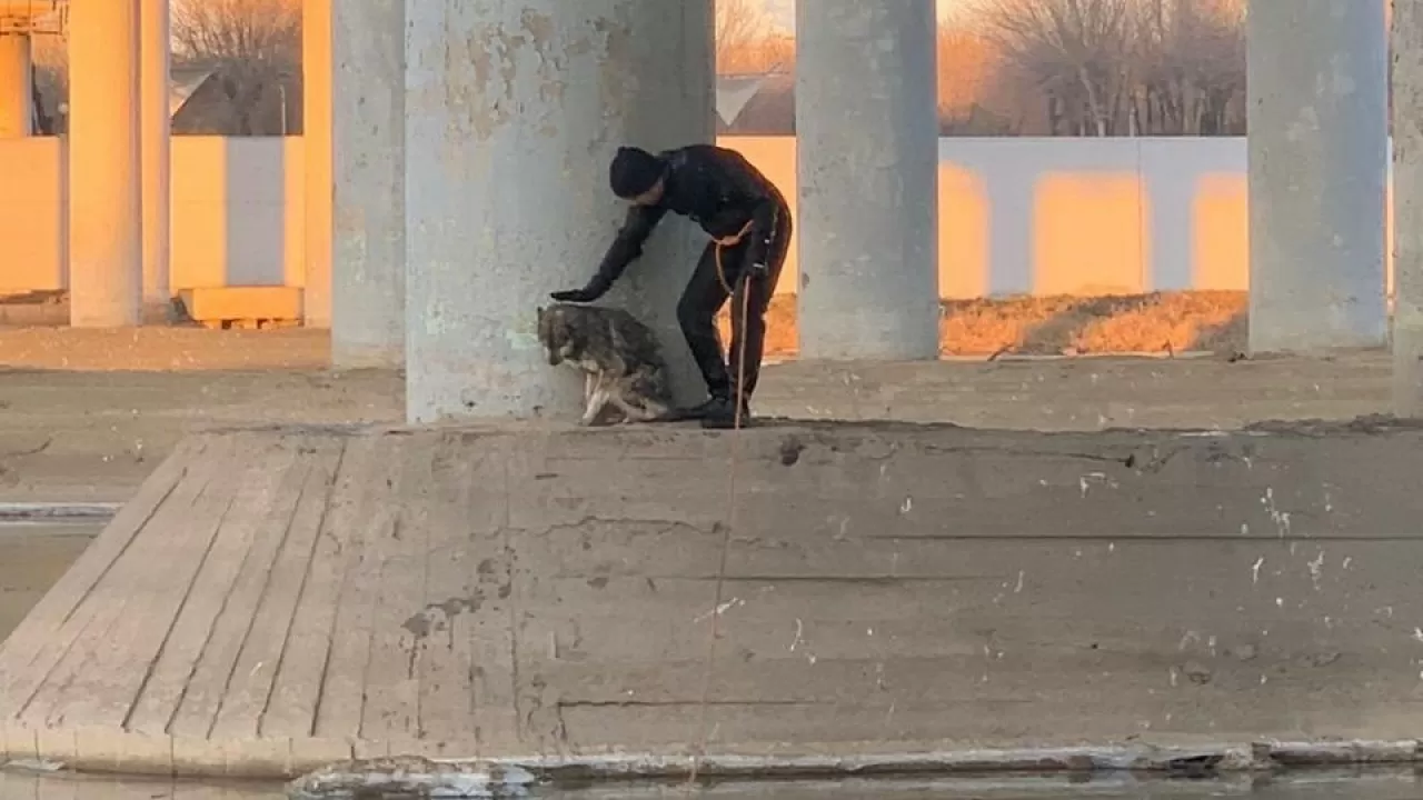 Атырауские спасатели спасли из реки замерзающую собаку