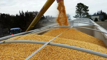 Пресечено 56 попыток незаконного вывоза зерна из России в Казахстан