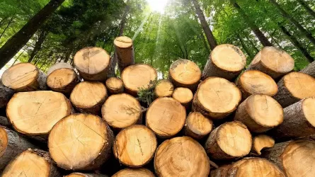 Казахстан продлил запрет на вывоз некоторых лесоматериалов