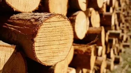 Казахстан запретил вывоз некоторых видов лесоматериалов