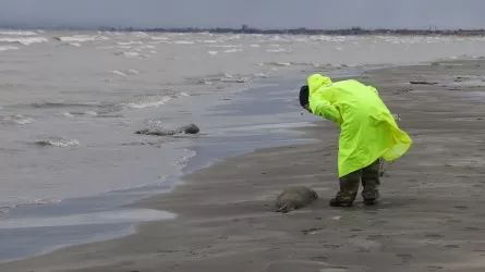 2500 погибших тюленей нашли на побережье Каспийского моря  
