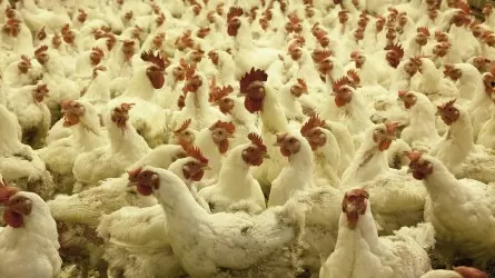 АЗРК заподозрило в ценовом сговоре птицефабрики Алматинской области