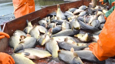 Костанайские рыбоводы впервые начали получать субсидии