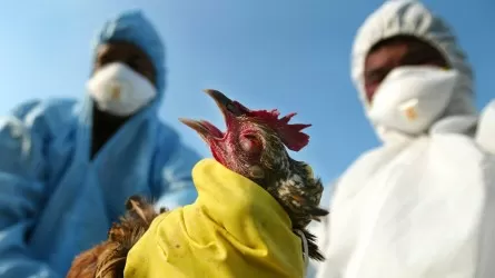 Вспышка птичьего гриппа в Японии: уничтожат 110 тыс. кур  
