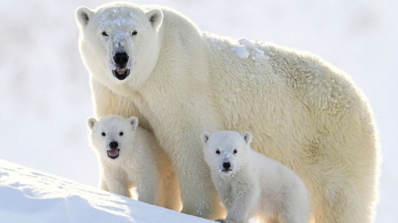 Найден способ обезопасить туристов от медведей в Арктике