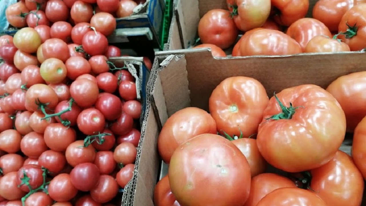 Крупную партию зараженных томатов из РК выявили в РФ