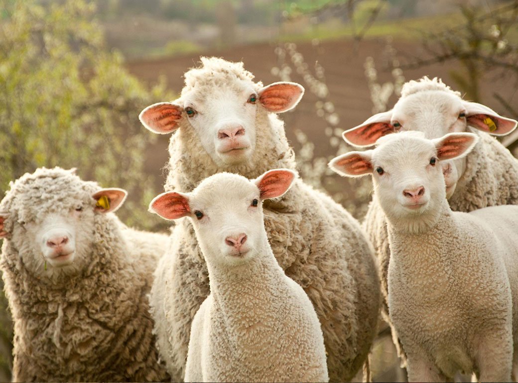 Президент Узбекистана поручил чиновникам раздать населению 350 тысяч овец и коз за десять дней
