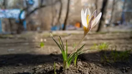 Погода в Казахстане: на юге плюсовая температура