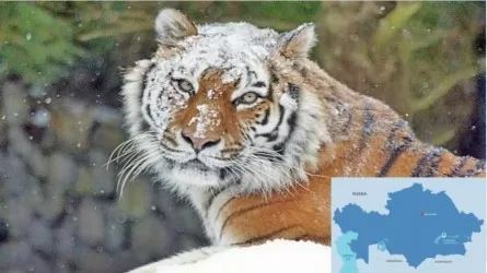 Kazakhstan and Russia Continue Work to Revive Wild Tiger Species