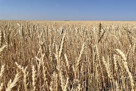 Павлодарские мукомолы на грани краха – пшеницы осталось на две недели