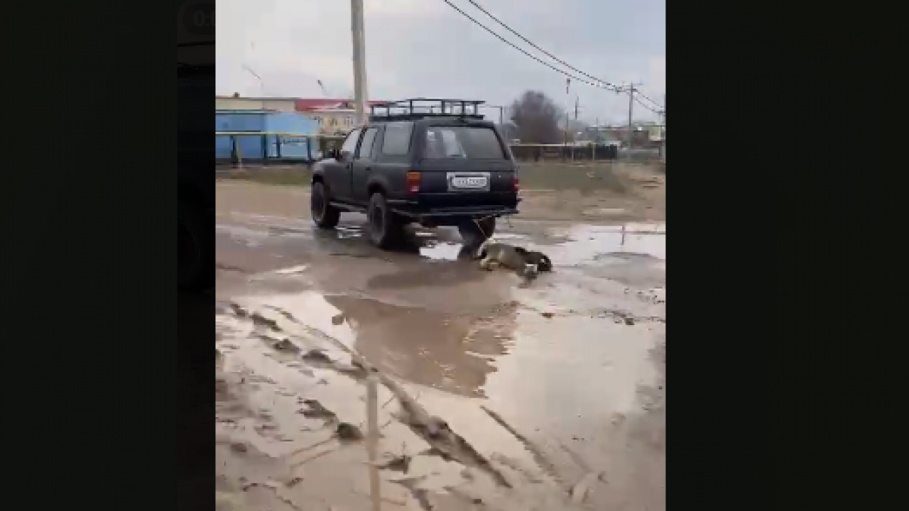 Водитель джипа объяснил видео с мертвой собакой, привязанной к бамперу |  Inbusiness.kz