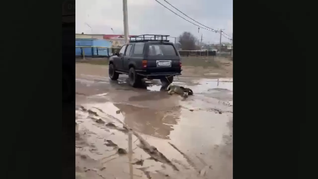 Водитель джипа объяснил видео с мертвой собакой, привязанной к бамперу