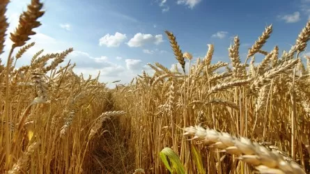 Казахстан снизит площадь посевов пшеницы на 368,1 тыс. га 