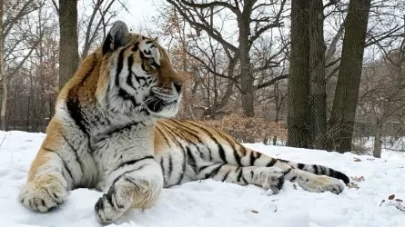 В зоопарке США внезапно умер тигр по кличке Путин