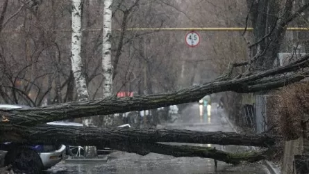 Ураган в Алматы: пострадали люди, 25 деревьев упали на машины
