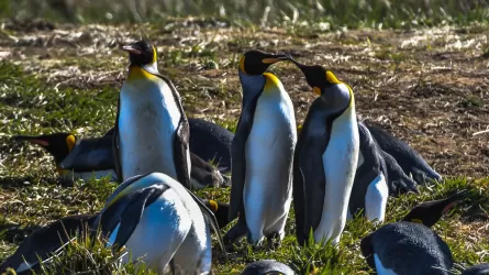 Более 100 мертвых пингвинов обнаружили на пляже в Чили