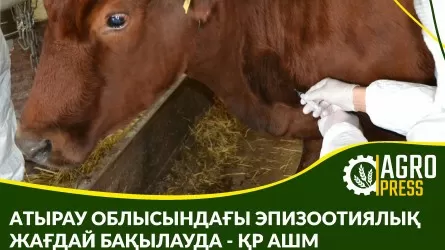 У заболевших лошадей в Атырауской области не подтвердилось наличие инфекционных заболеваний – МСХ РК