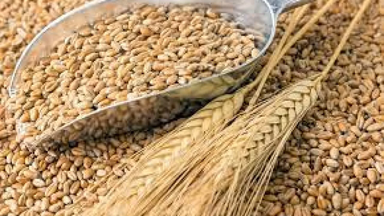 Минсельхоз отрицает дефицит зерна в Казахстане