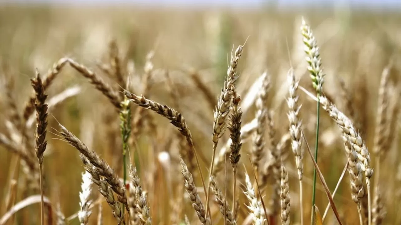 Таджикистан планирует заменить казахстанское зерно на российское  