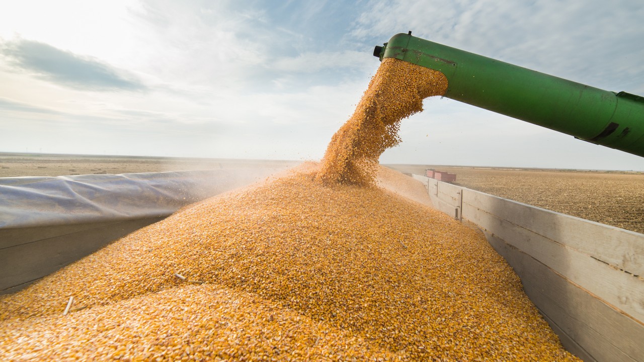 Мировое производство зерна в новом году снизится на 12 млн т – МСЗ
