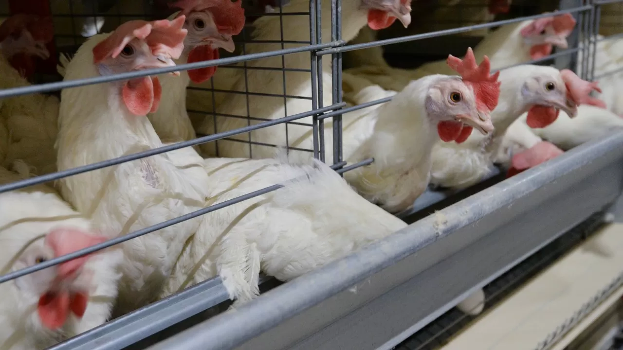 Казахстанские птицефабрики находятся на грани гибели