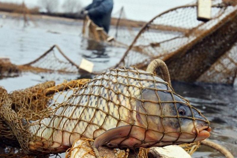 Жамбылские полицейские изъяли около 100 кг рыбы у браконьера