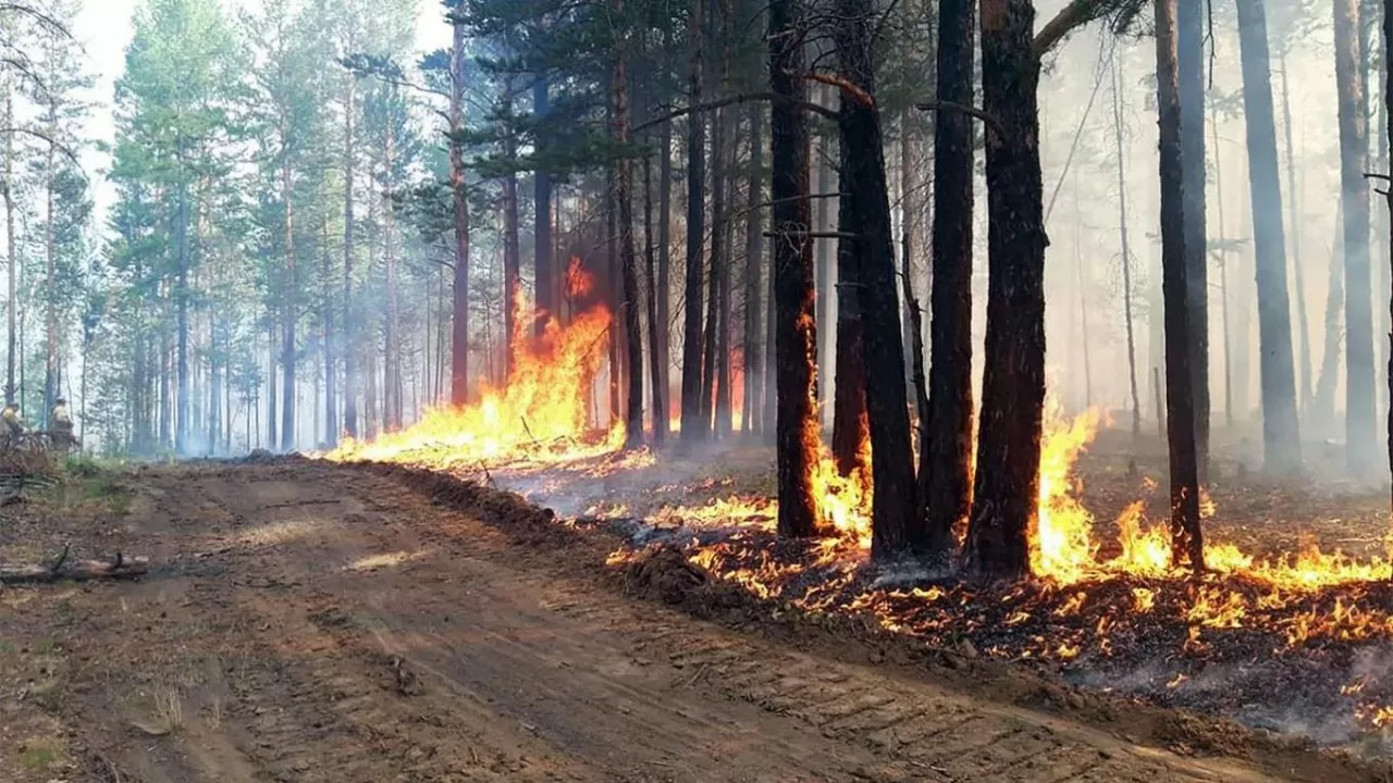 Елде 42 орман өрті тіркелді – ТЖМ