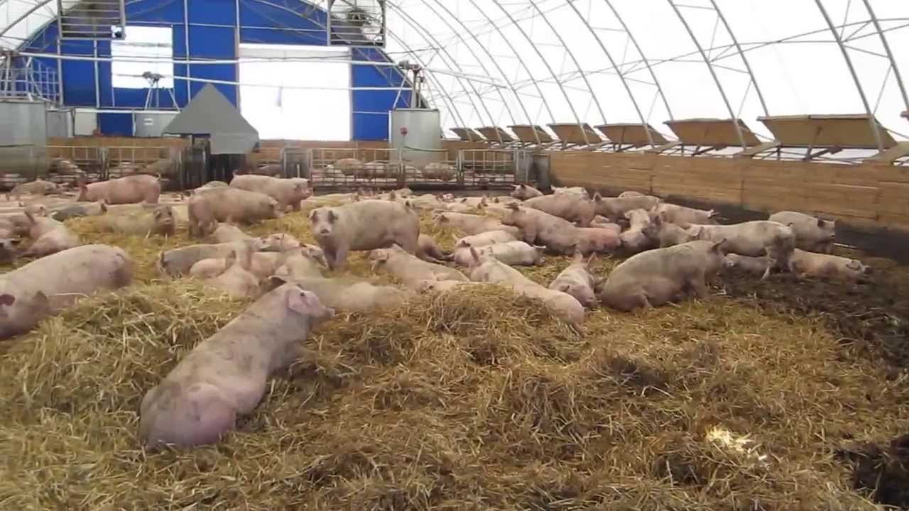 Свиньи как бизнес видео. Свинарник на 100 свиней. Свиноферма посёлок Степной. Русагро свинокомплекс.