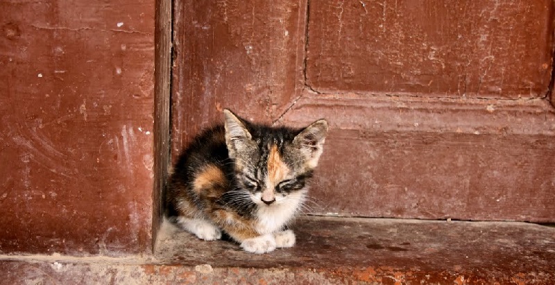 Пенсионерку из Актобе полицейские оштрафовали за кормление бездомной кошки