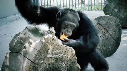 Шимпанзе сбежал из клетки в зоопарке Алматы, пострадал ребенок