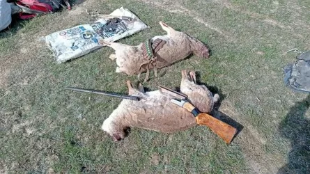 Что грозит браконьерам, застрелившим не окотившихся самок сайги  