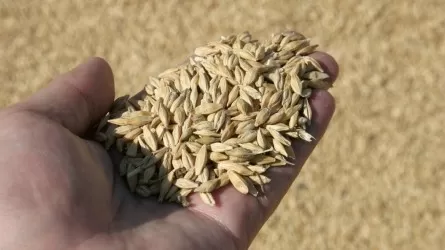В Актюбинской области имеется в запасе 70 тыс. тонн зерна 