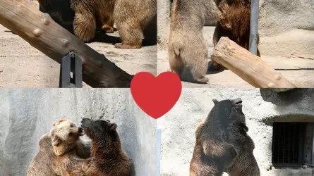 Свидание медведям организовали в зоопарке Ташкента