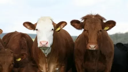 Падеж скота от неустановленной болезни зафиксирован в Костанайской области