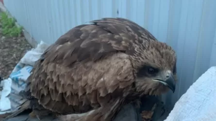 Жительница Усть-Каменогорска выходила птицу, не зная, что это детеныш степного орла
