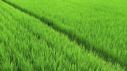 На 20-30 процентов могут уменьшить посевы риса в Приаралье  