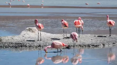 Минэкологии проводит анализ гибели нескольких особей фламинго в Мангистауской области 