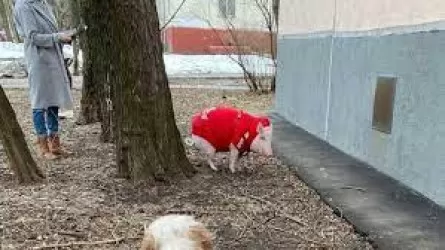 Свинью в красном свитере заметили в Москве 