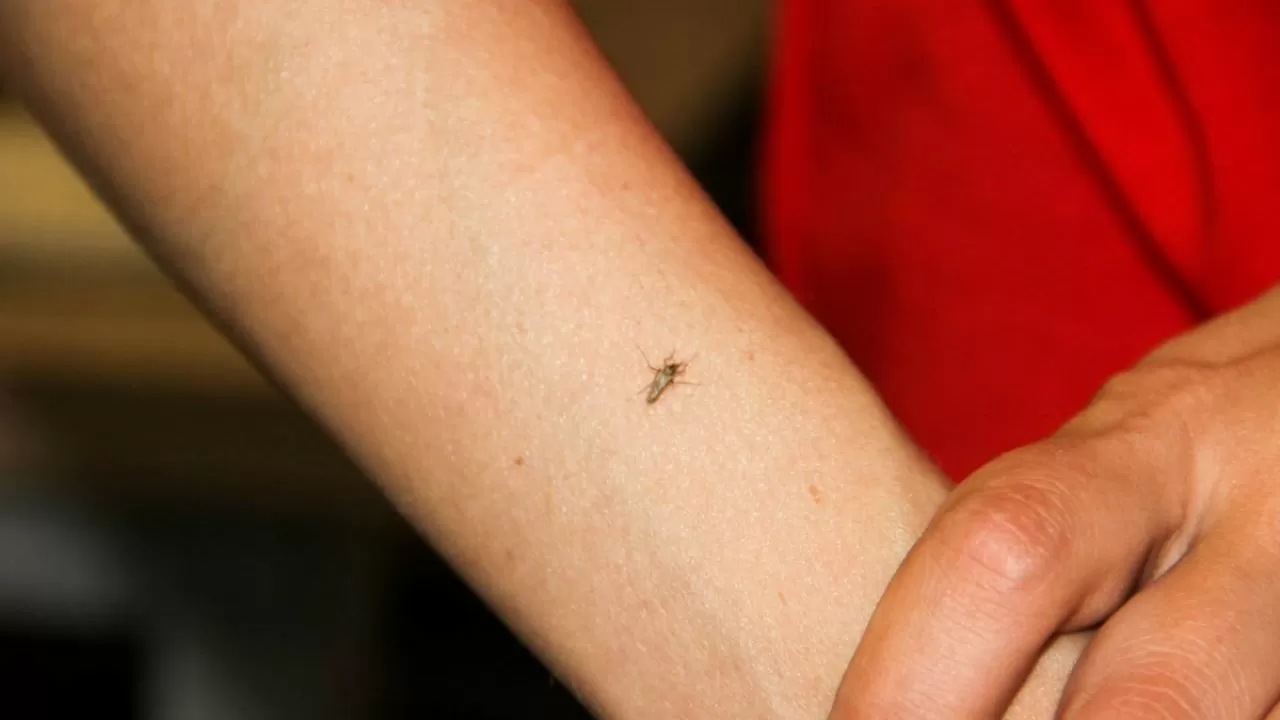 1,5 млрд тенге собираются потратить на уничтожение комаров в Павлодарской области