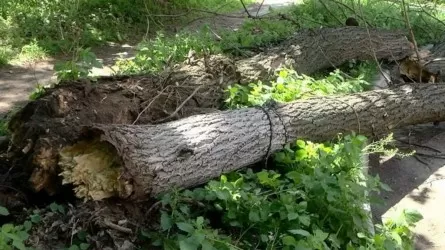 19 деревьев упали в Алматы из-за сильного ливня