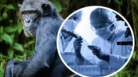 ВОЗ сообщила об увеличении числа случаев заболевания оспой обезьян в мире