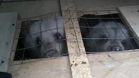 Четырех редких медвежат пытались вывезти из России в Узбекистан