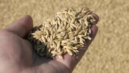 Цены на пшеницу взлетели в Казахстане